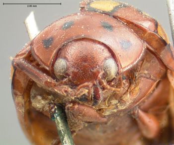 Media type: image; Entomology 17306   Aspect: head frontal view